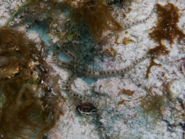 Brittle Starfish IMG 3455